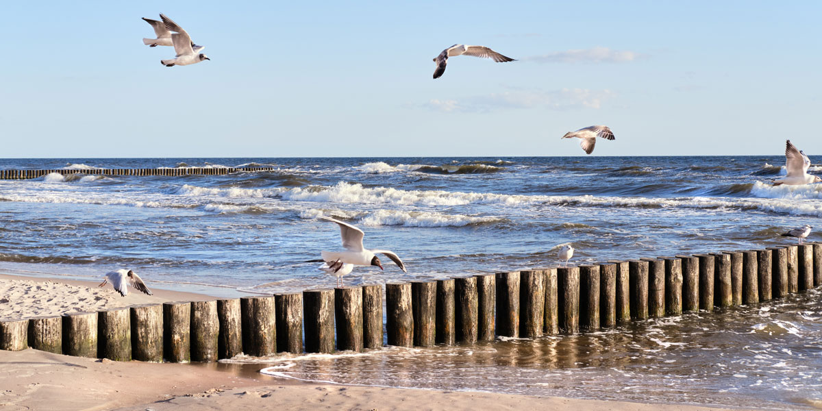 Ostseestrand in Dziwnów mit Buhnen, fliegenden Möwen und Wellen bei sonnigem Wetter.