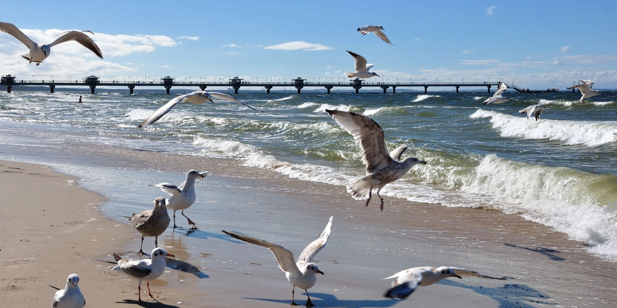 Ostseestrand in Misdroy mit fliegenden Möwen, Brandung und Seebrücke im Hintergrund bei sonnigem Wetter.